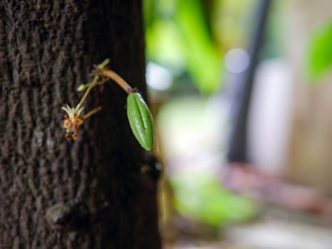 Raw small green cacao pods and cocoa flower. growing young cocoa fruit hanging on a tree cocoa photo