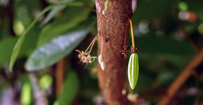 Green small Cocoa pods branch with young fruit and blooming cocoa flowers grow on trees. The cocoa tree  Theobroma cacao  with fruits, Raw cacao tree plant fruit plantation photo