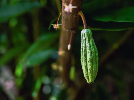 Green small Cocoa pods branch with young fruit and blooming cocoa flowers grow on trees. The cocoa tree Theobroma cacao  with fruits, Raw cacao tree plant fruit plantation photo
