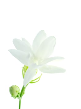 Close up of jasmine flower. photo