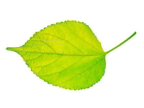 Close up leaf on white background. photo