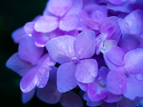 Close up Hydrangea flower photo