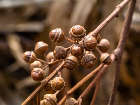 dry seeds of eucalyptus tree. photo