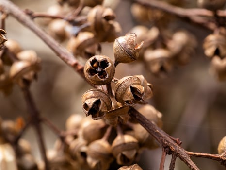 dry seeds of eucalyptus tree. photo
