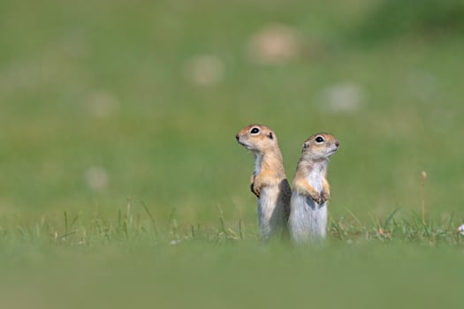 Two squirrels standing in the green grass. Anatolian Souslik-Ground Squirrel, Spermophilus xanthoprymnus photo