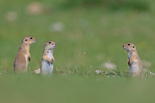 Squirrels looking at each other in the green grass. Anatolian Souslik-Ground Squirrel, Spermophilus xanthoprymnus photo