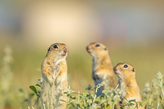 Anatolian Souslik-Ground Squirrel Spermophilus xanthoprymnus family among the grasses. photo