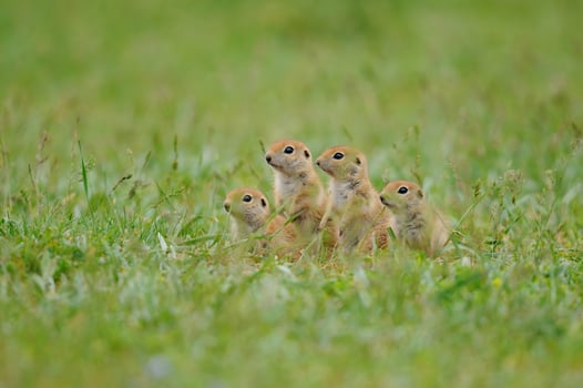Curious Ground Squirrel chicks watching the green grass. photo