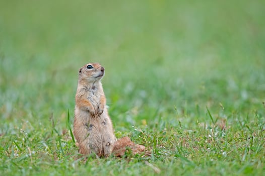 Mummy Ground squirrel looking around. Cute funny animal ground squirrel. Green nature background. photo
