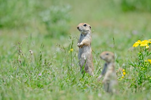 Mother Ground squirrel and baby Ground squirrel in foreground. Cute funny animal ground squirrel. Green nature background. photo