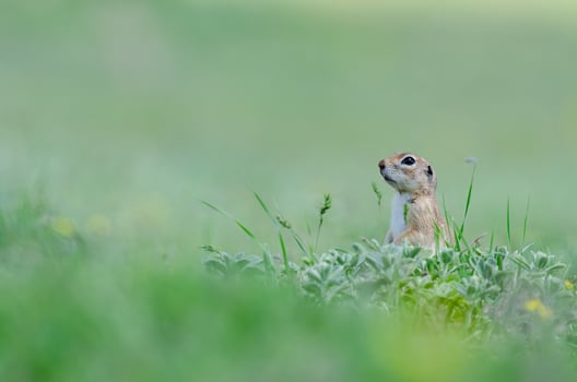 Ground squirrel in the grass. Cute funny animal ground squirrel. Green nature background. photo