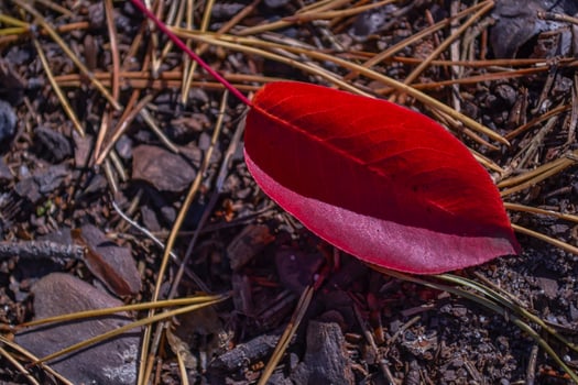 Red leaf of fall. Beautiful autumn background. photo