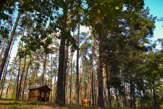 An old wooden pavilion in the forest. Peaceful place for relaxation. photo
