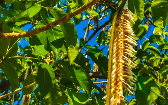 Tropical pods hanging from the tree Seeds in Mexico. photo