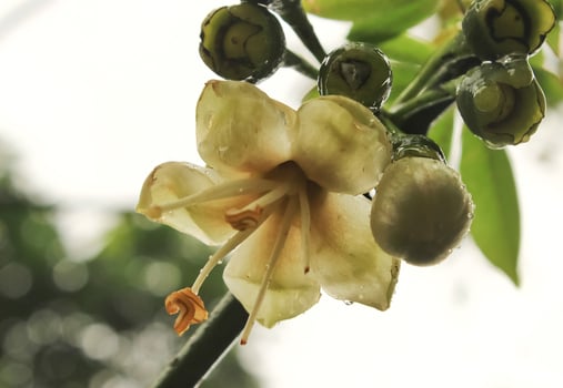 fagraea flower with white petal grow and bloom in the garden. fagraea flower has white color. fagraea flower from gentianaceae photo