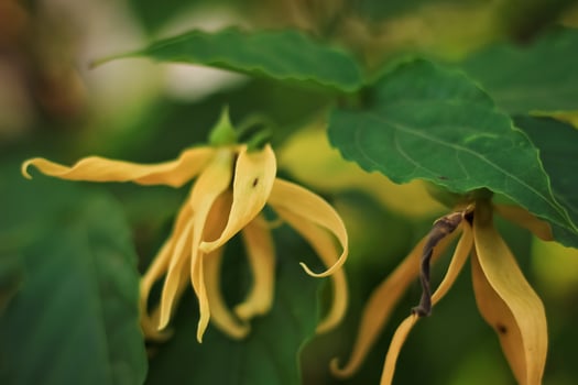 Cananga odorata from annonaceae family. Cananga odorata flower have yelow color. cananga flower growth in the summer. cananga bloom in the garden photo