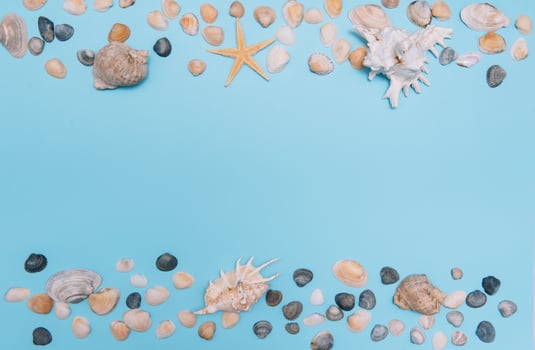 Flat lay. Top view. Frame of shells of various kinds on a blue background. Seashells and starfish on a pastel background. Vacation concept. travel concept. with copy space photo