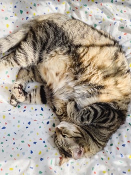 Tabby cat lies lounging on a multi-colored blanket photo