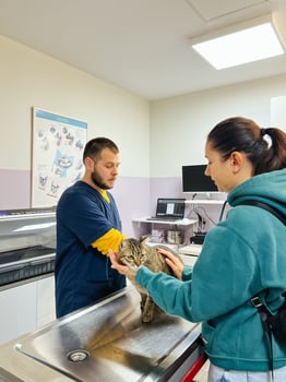 Budva, Montenegro - 25 december 2022. Woman holding cat on table while being examined by doctor in clinic photo