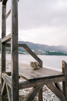 Tricolor cat sits on a wooden platform on the beach by the sea photo