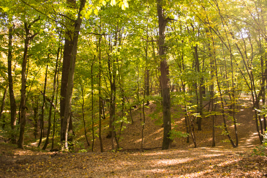 Sunny autumn landscape at forest photo