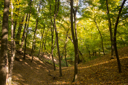 Sunny autumn landscape at forest photo