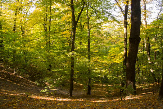 Sunny autumn landscape at forest photo
