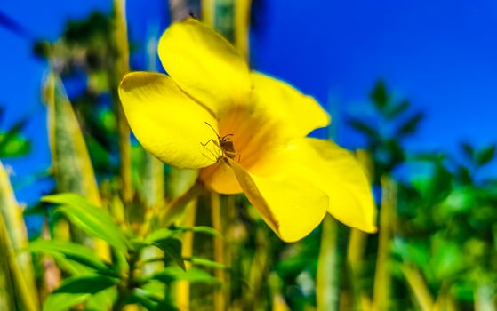 Yellow beautiful tropical flowers and plants in Mexico. photo