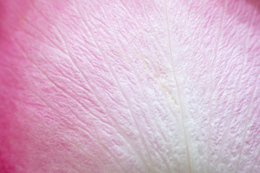 Beautiful pink rose flower macro photo