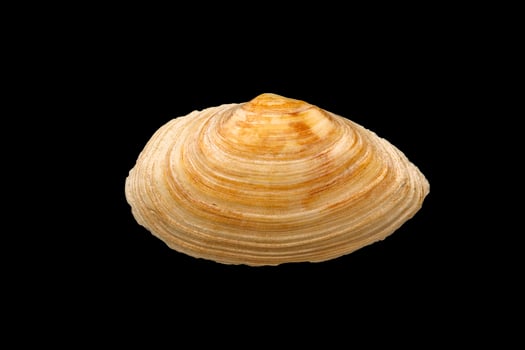 Sea big clam shell, isolated on black photo