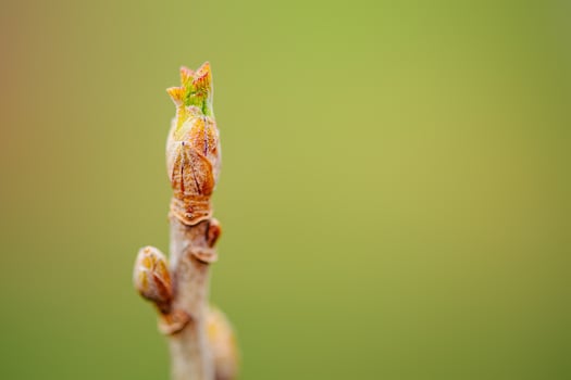 Bud on branch soft focus and blurred green background. Macro photo of a bud plant on a gooseberry.