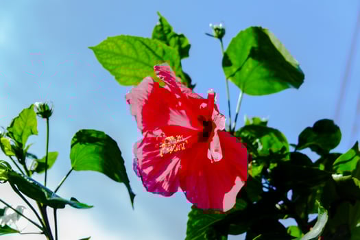 Hibiscus flower or Thespesia grandiflora photo