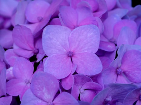 Close up Hydrangea flower photo