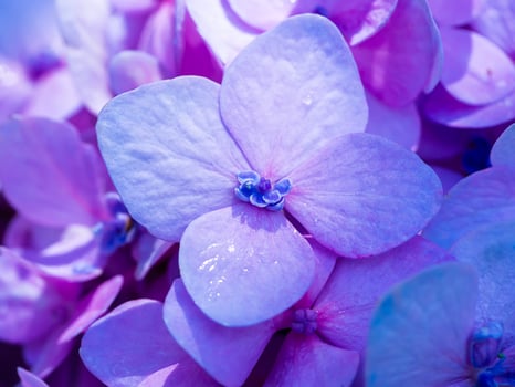 Close up Hydrangea flower photo