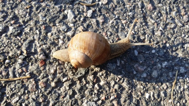 A snail in the middle of the street photo