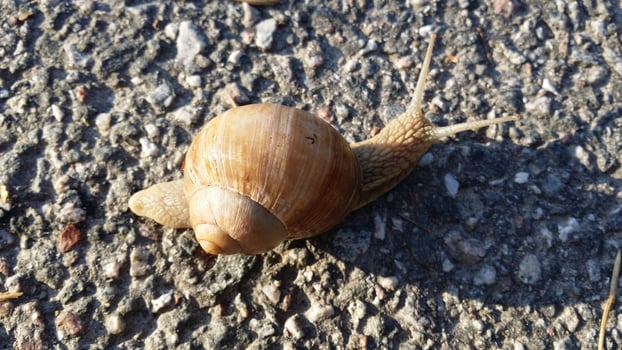 A snail in the middle of the street photo
