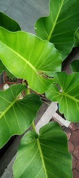 Philodendron burle marx is a tropical plant native to Brazil that is popular as an ornamental plant. photo