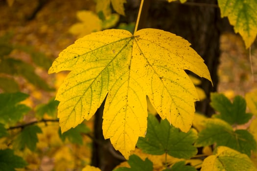 An yellow autumn leaf close up. Colored leaf. photo