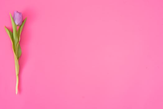 Floral background with tulips flowers on pink pastel background. Flat lay, top view. Woman day background. photo
