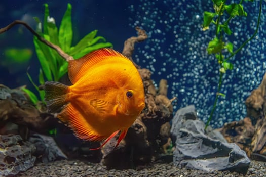 Yellow tropical fish Symphysodon discus in the aquarium, oceanarium pool photo