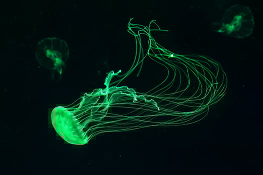 Glow green jellyfish chrysaora quinquecirrha in blue water. Diving, theriology, undersea life photo