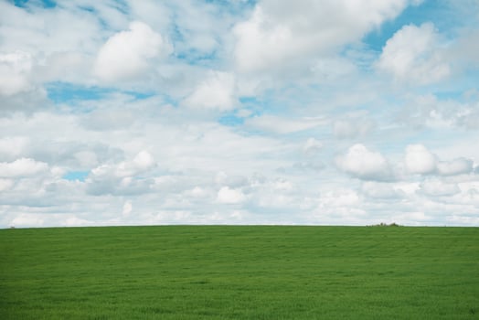 young wheat field is a picturesque photo