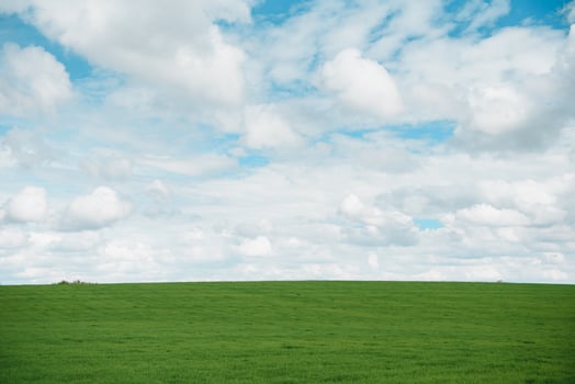 young wheat field is a picturesque photo