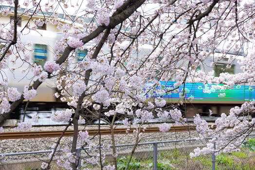 Cherry blossom at the park cloudy day photo