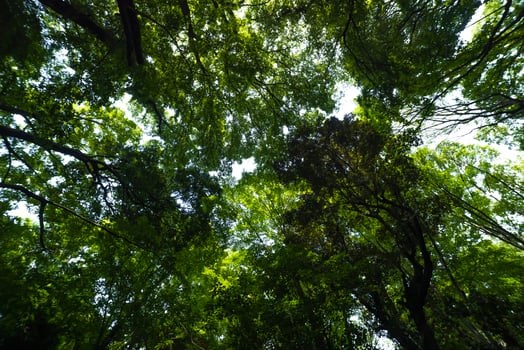 A green forest of Todoroki valley in Setagaya Tokyo photo