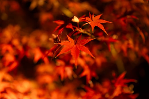 An illuminated red leaves at the traditional garden at night in autumn close up photo