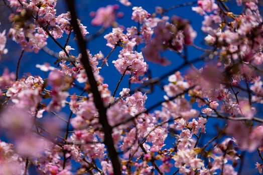 Kawazu cherry blossoms behind blue sky sunny day close up photo