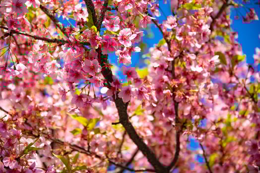 Kawazu cherry blossoms in spring season close up photo