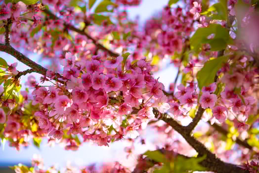 Kawazu cherry blossoms in spring season close up photo