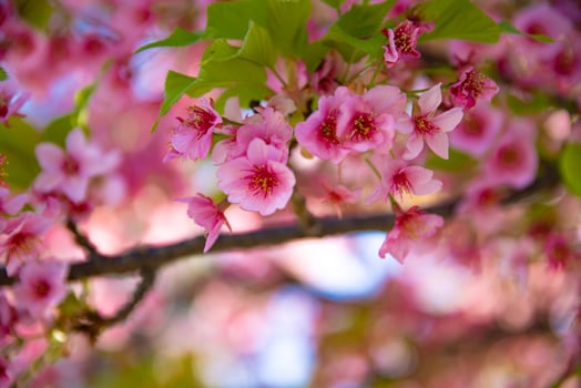 Kawazu cherry blossoms in spring season close up photo